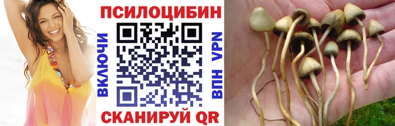 Купить  Златоуст  Псилоцибиновые грибы Cubensis 